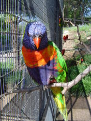 653-Rainbow Lorikeet