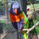 653-Rainbow Lorikeet