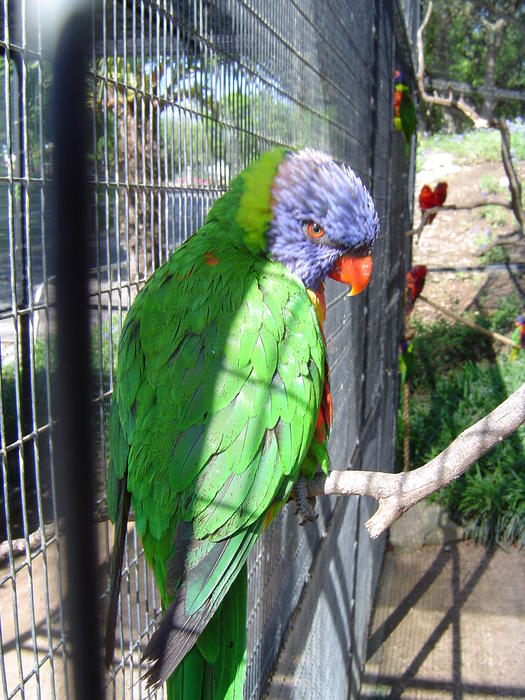 spectacular colours a captive Rainbow Lorikeet