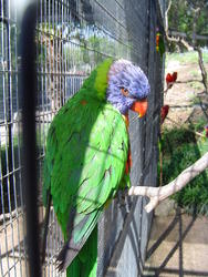 654-Rainbow Lorikeet