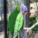 654-Rainbow Lorikeet