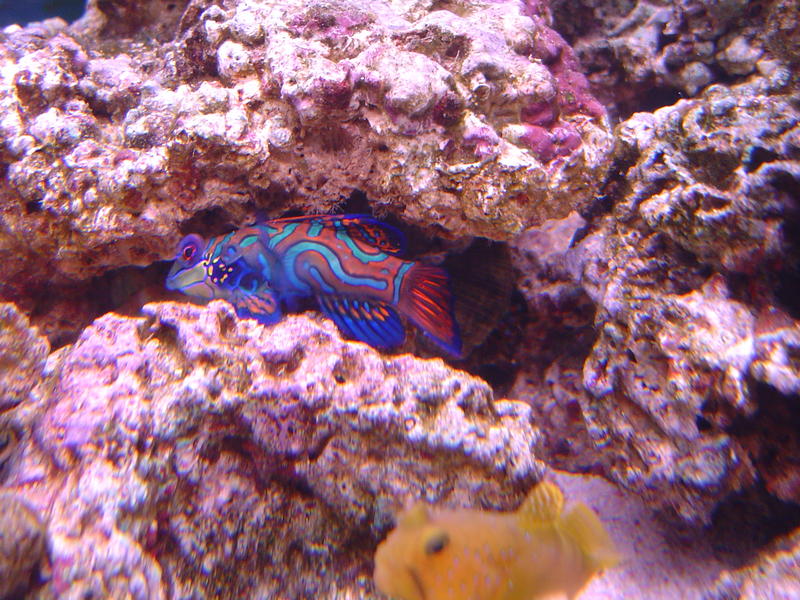 green mandarin dragonette