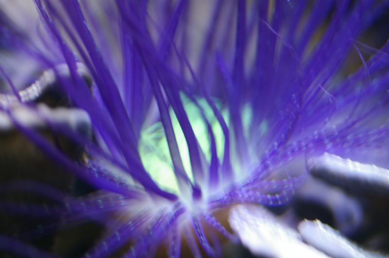 amazing colours of a sea anemone