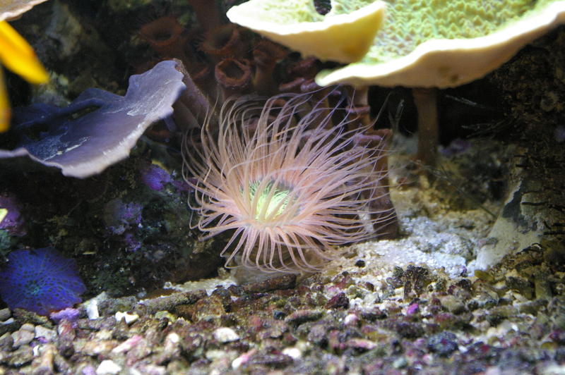 amazing colours of a sea anemone