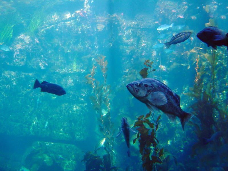 fish and seaweed in a large aquarium