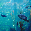 858-aquarium_02081.JPG