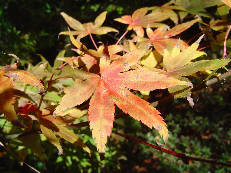 red and golden fall leaves