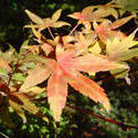 878-autumn_leaves_02193.JPG
