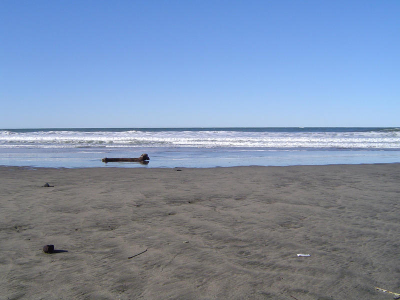 a barren beach scene with driftwood