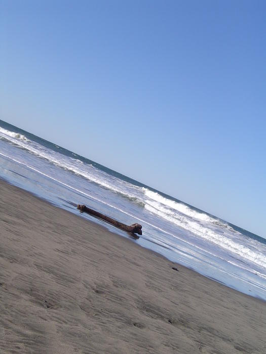 a barren beach scene with driftwood