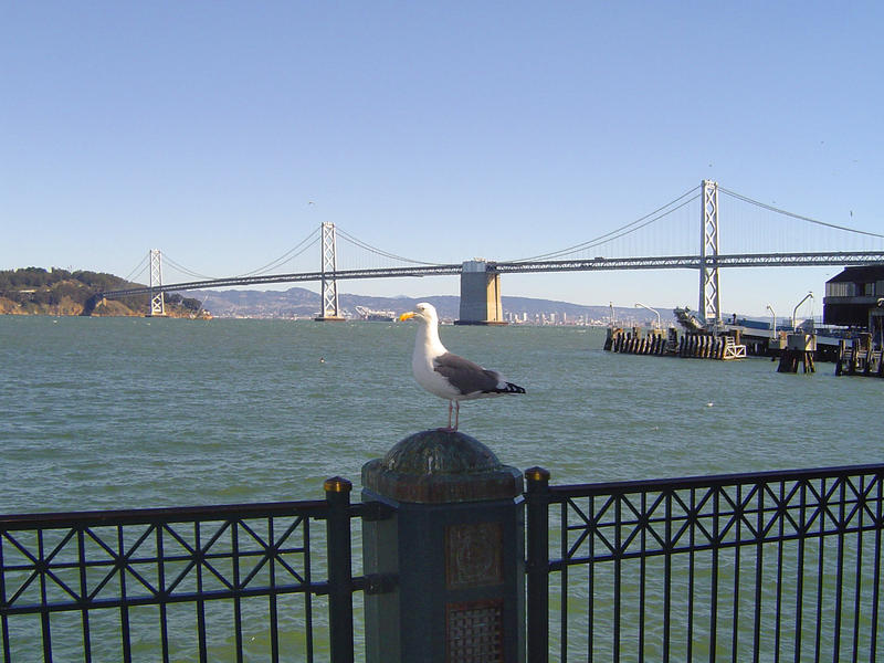 the san francisco bay bridge