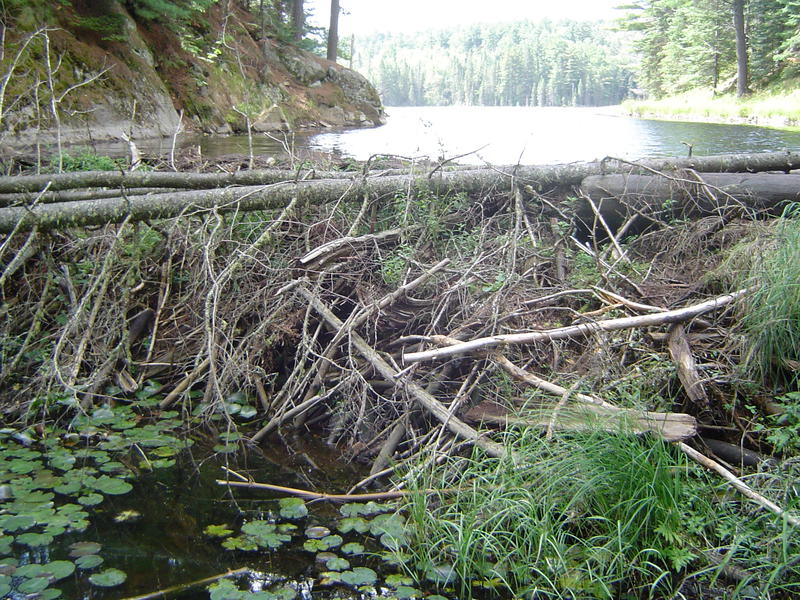 A baver dam and lake, Algonquin Provincial park, Ontario