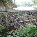 696-beaver_dam_algonquin_01046.jpg