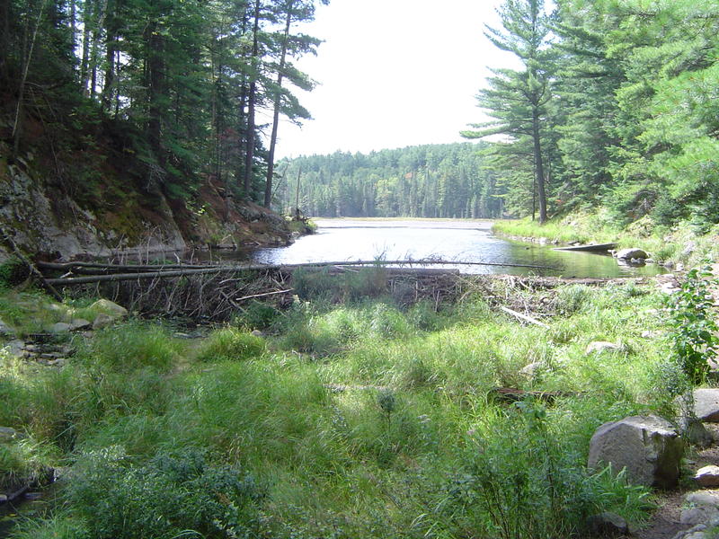 A baver dam and lake, Algonquin Provincial park, Ontario