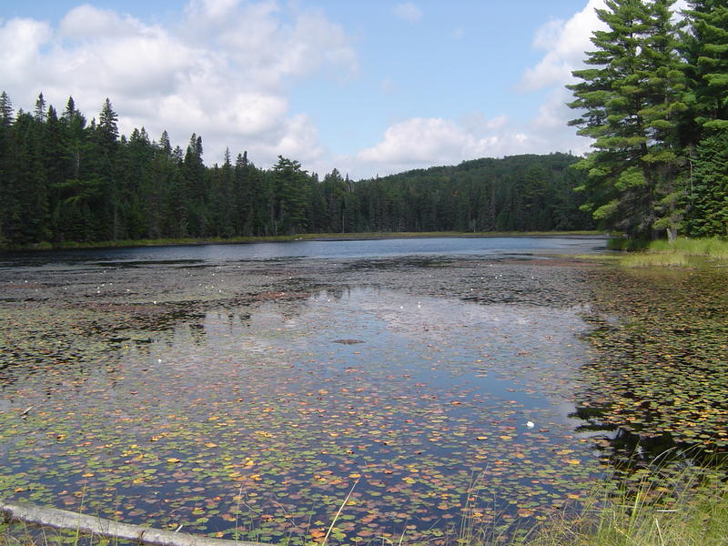 A baver dam and lake, Algonquin Provincial park, Ontario