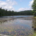 698-beaver_dam_algonquin_01049.jpg