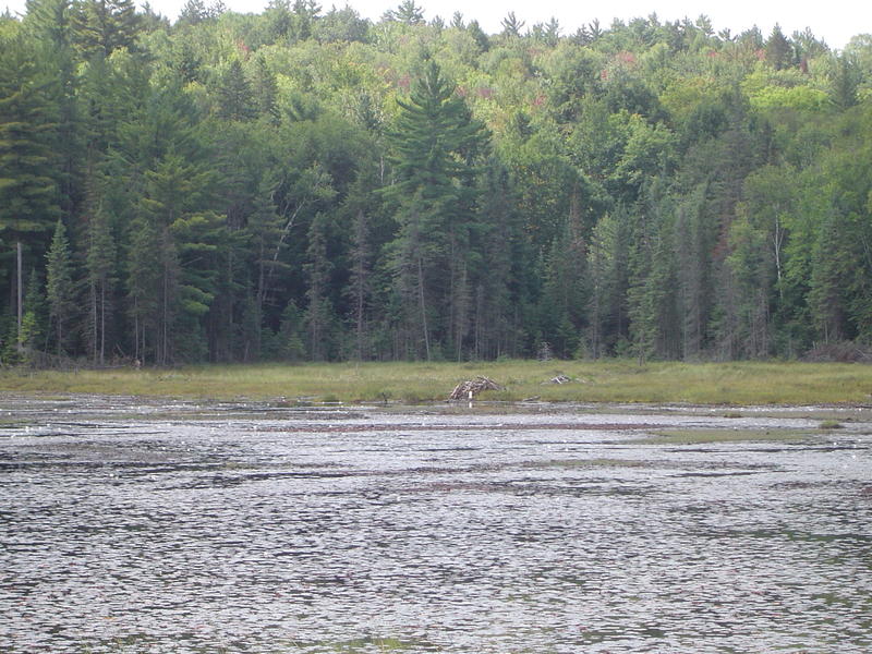 A baver dam and lake, Algonquin Provincial park, Ontario