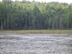 699-beaver_dam_algonquin_01050.jpg