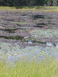 700-beaver_dam_algonquin_01055.jpg