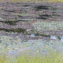 700-beaver_dam_algonquin_01055.jpg