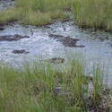 701-beaver_dam_algonquin_01056.jpg