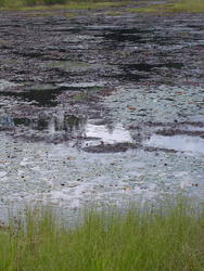 702-beaver_dam_algonquin_01058.jpg