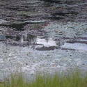 702-beaver_dam_algonquin_01058.jpg