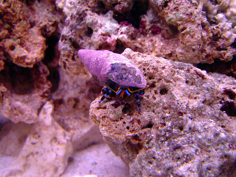 a hermet crab underwater in his adopted shell