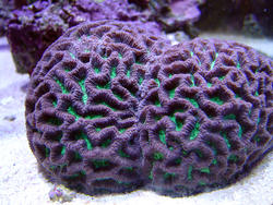 1187-brain_star_coral02319.JPG