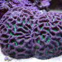 1187-brain_star_coral02319.JPG