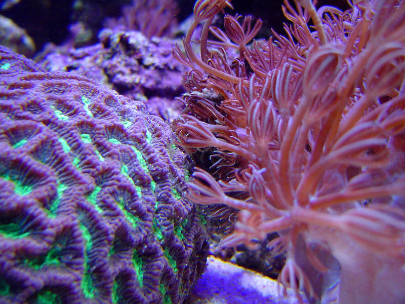 brightly coloured brain corals of the Favites species 