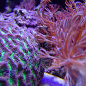 1188-brain_star_coral02457.JPG