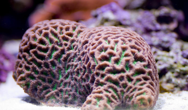 brightly coloured brain corals of the Favites species 