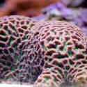 1189-brain_star_coral2181.jpg