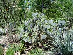 535-cactus_garden_114.jpg