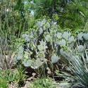 535-cactus_garden_114.jpg