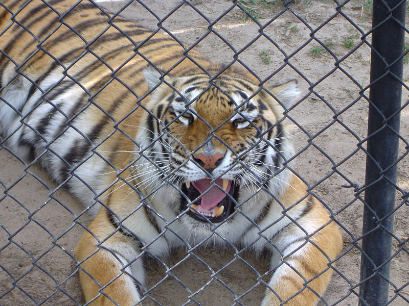 a captive zoo tiger