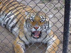 655-cage_tiger_321.jpg