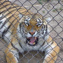 655-cage_tiger_321.jpg