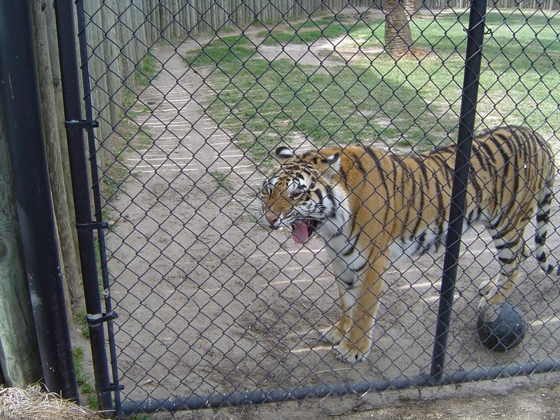 a captive zoo tiger