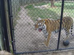 656-cage_tiger_328.jpg