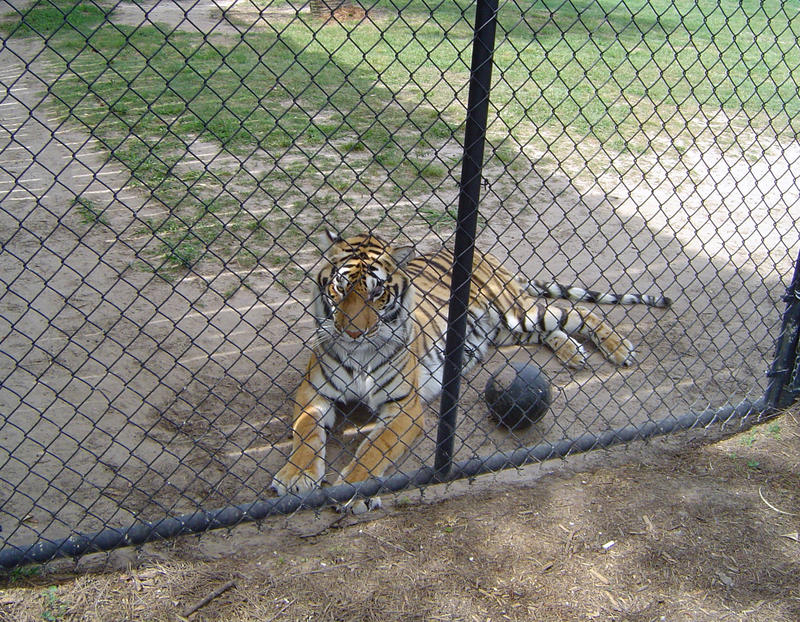 a captive zoo tiger