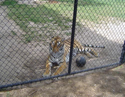 657-cage_tiger_329.jpg