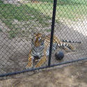 657-cage_tiger_329.jpg