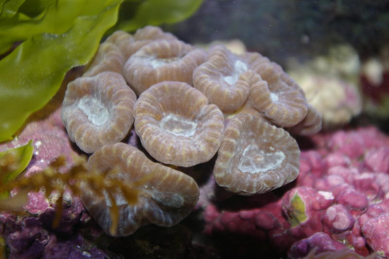 large colourful polyps of a candy cane or trumpet coral, C. furcata