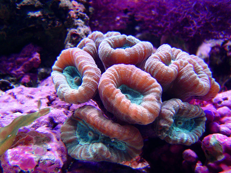 large colourful polyps of a candy cane or trumpet coral, C. furcata