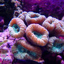 1232   candycane corals