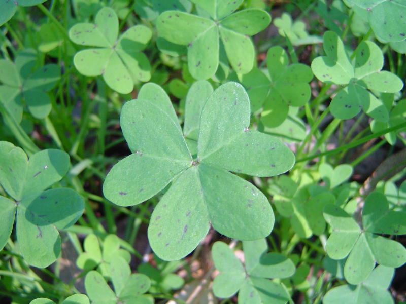 green clover leaves