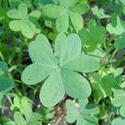 880-clover_green_02168.JPG