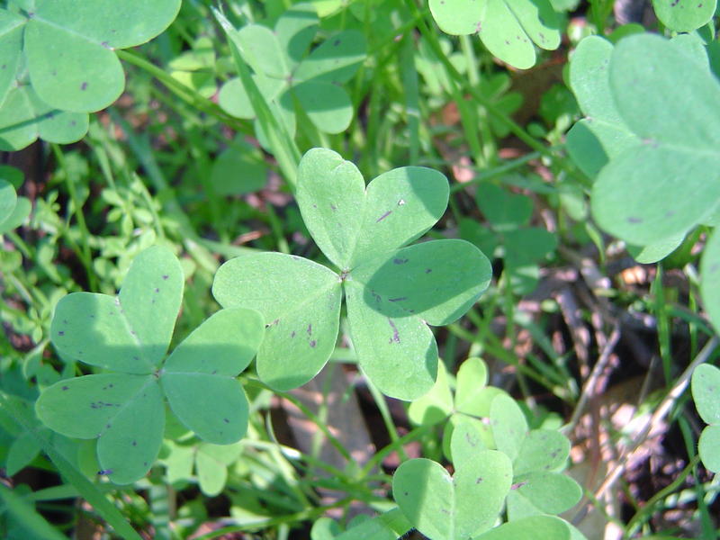 green clover leaves